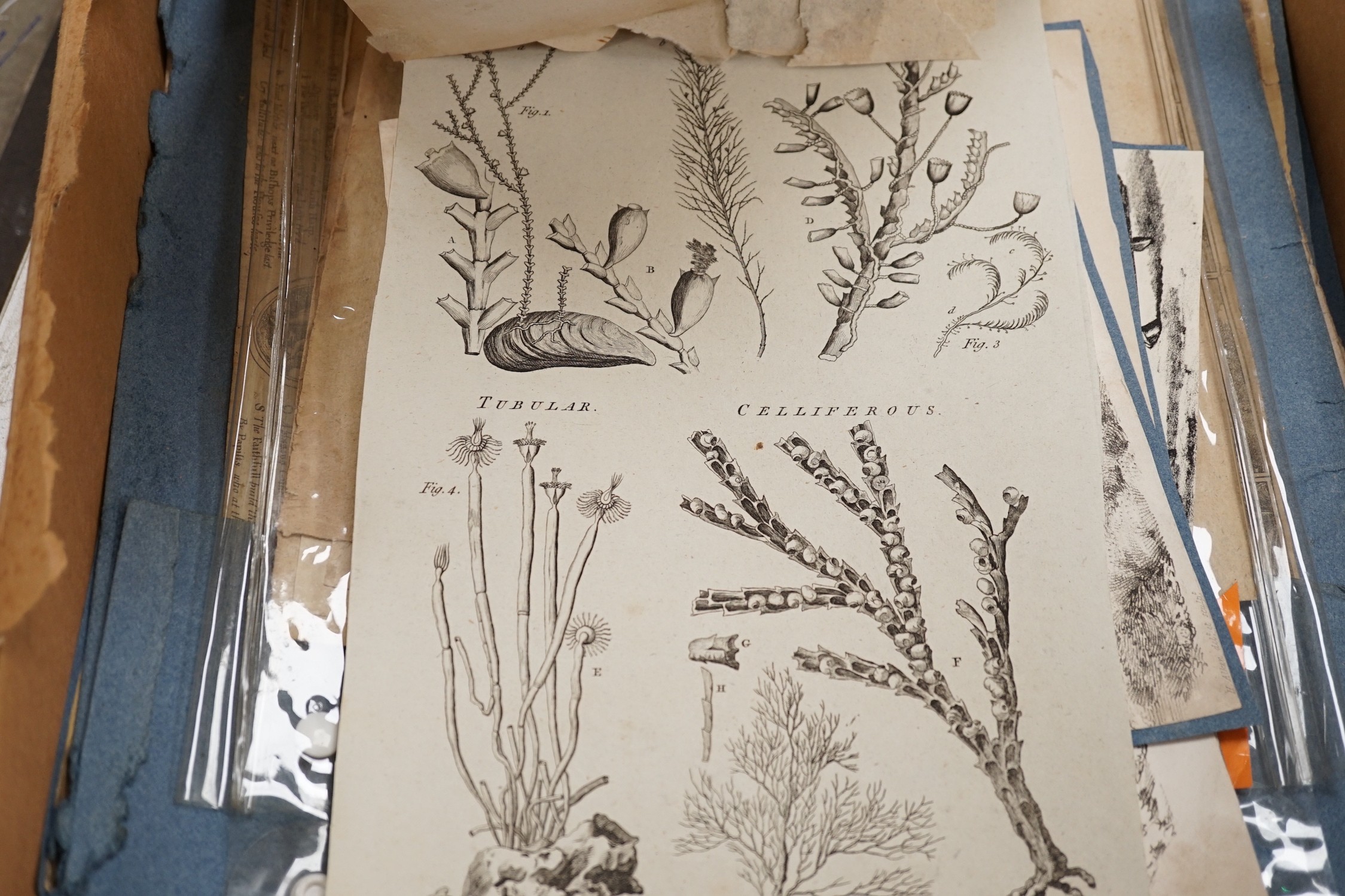 A collection of 18th century and later engravings, various subjects including botany, together with a folio of drawings, mostly art school figure studies from the 1950's